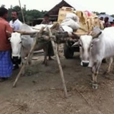 Food Distribution Cow 300x224.jpg